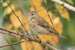 Tree Pipit photo 3