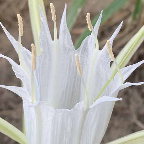 Pancratium tenuifolium (Pancratium tenuifolium)