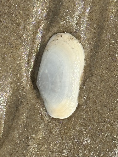 Psammotreta brevifrons, 2023-12-11