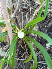 Angraecum praestans image