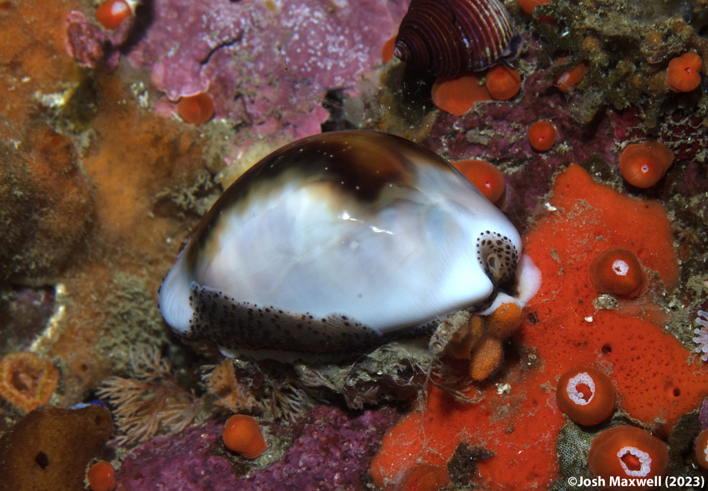 Chestnut Cowry from Outer Pinnacles on December 16, 2023 at 10:26 AM by ...