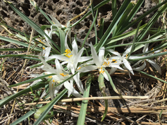 Leucocrinum montanum