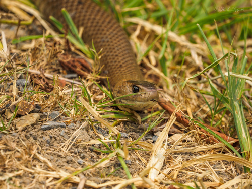 Eastern Brown Snake sighting