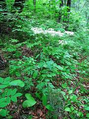 Pleurospermum uralense