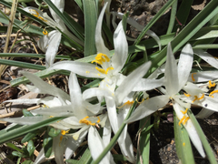 Leucocrinum montanum