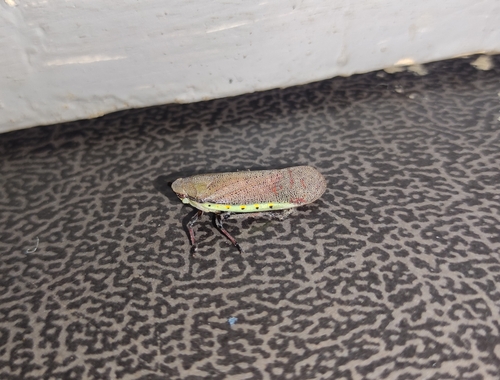 Omalocephala cincta
