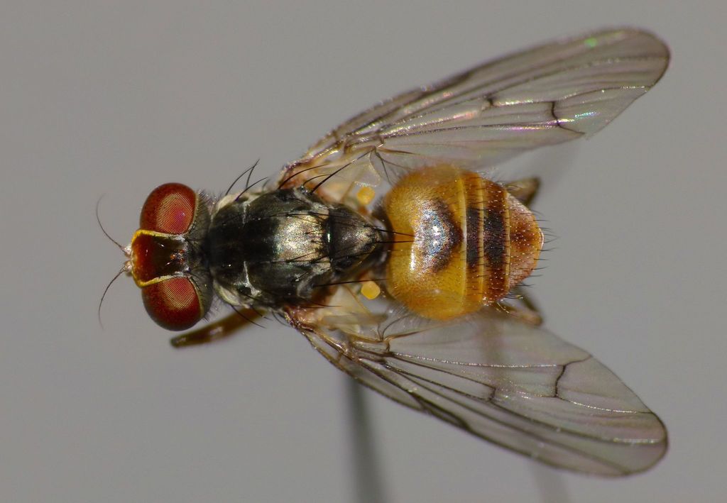 Coenosiinae