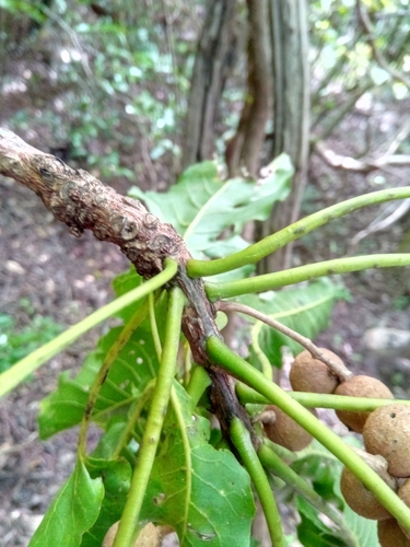 Terminalia crenata image