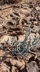 Tecticornia verrucosa