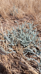 Tecticornia verrucosa