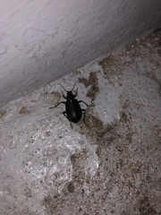 Calosoma peregrinator