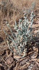 Tecticornia verrucosa