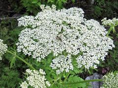 Pleurospermum uralense