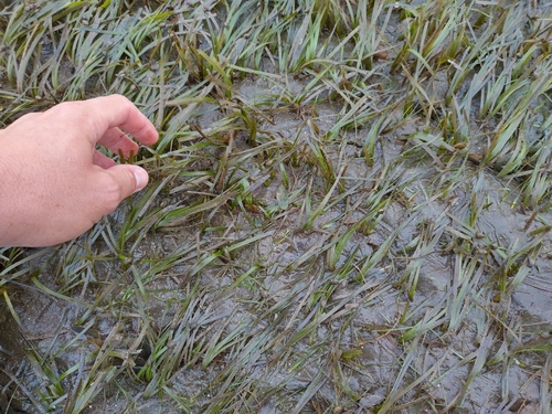 Zostera capricorni observed 2023-12-16
