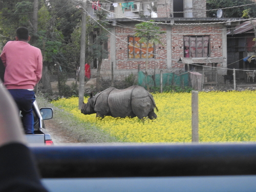インドサイ