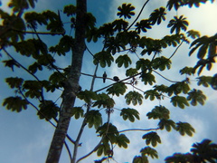 Patagioenas
