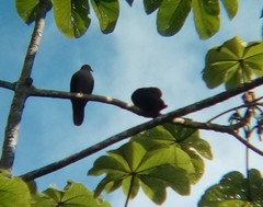 Patagioenas