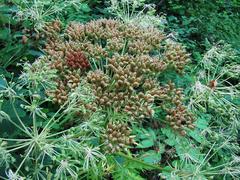 Pleurospermum uralense