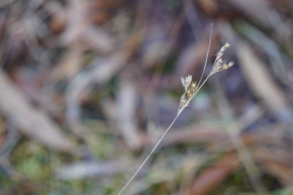 Slender Path Rush from Plumsted, NJ, USA on December 13, 2023 at 01:48 ...