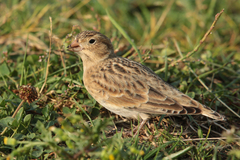 Mccown's Longspur photo 2