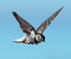 Mccown's Longspur photo 3