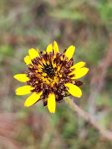 Image of Helianthus radula by (c) Scott Allen Davis, some rights reserved (CC BY)