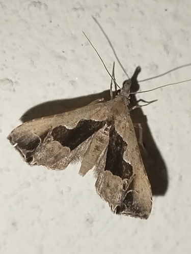 Trauaxa obliqualis