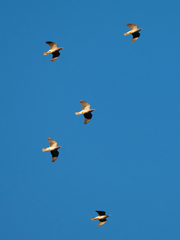 Band-Tailed Pigeon photo 6