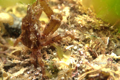 Menaethius monoceros