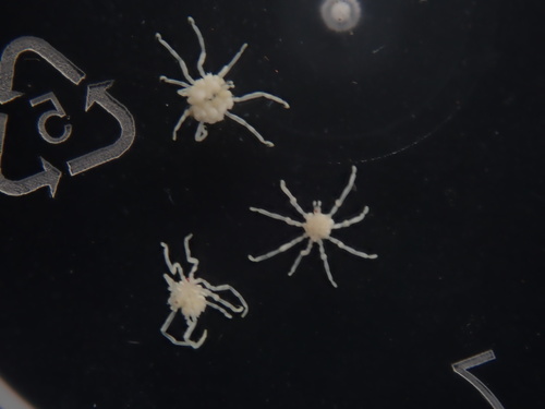Phoxichilidiidae