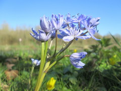Scilla bifolia