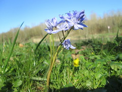 Scilla bifolia