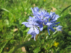 Scilla bifolia