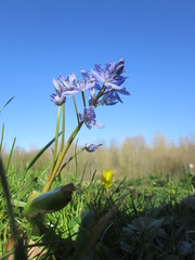 Scilla bifolia