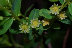 Phyllanthopsis phyllanthoides