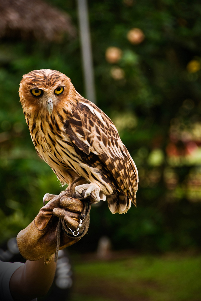 Fish-Owls and Allied Eagle-Owls
