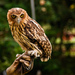 Fish-Owls and Allied Eagle-Owls - Photo (c) Raymund James Bare, some rights reserved (CC BY)