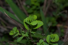 Phyllanthopsis phyllanthoides