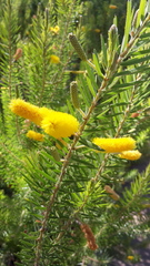 Acacia kelleri (Acacia kelleri)
