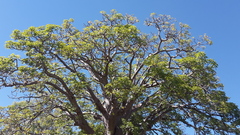 Adansonia gregorii