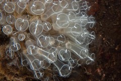 Clavelina lepadiformis