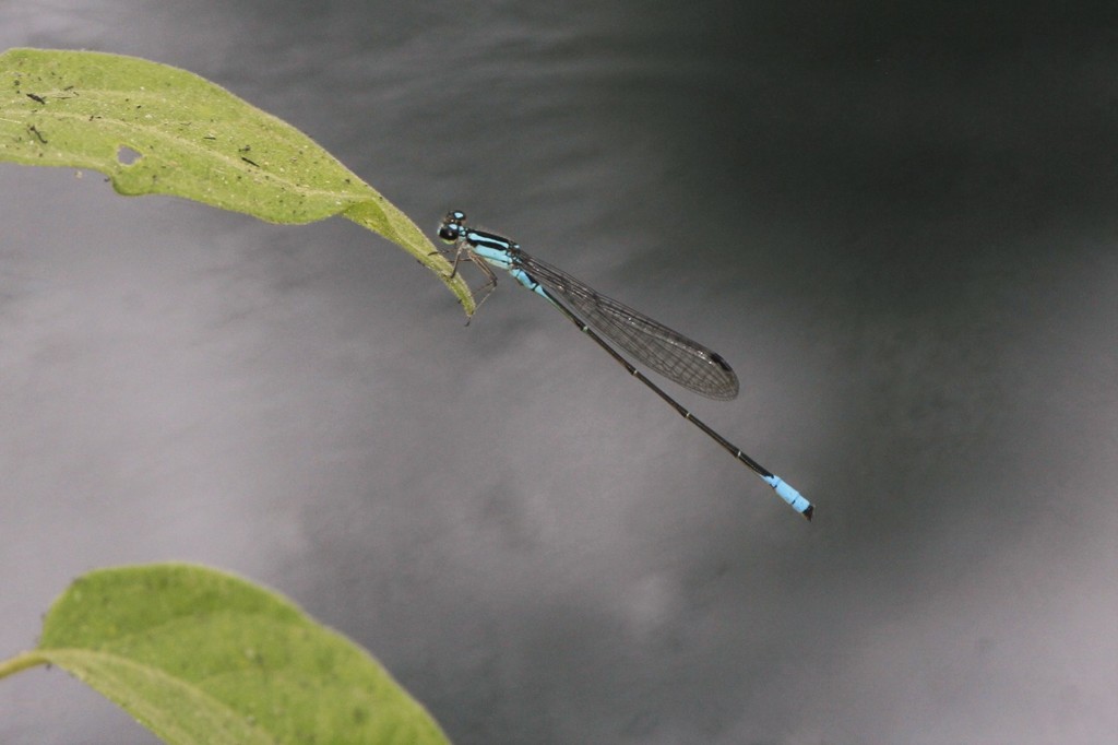 Mexican Wedgetail