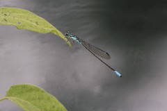 Acanthagrion quadratum