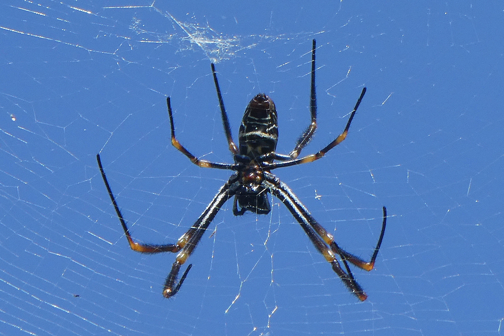 Tiger Spider from Sinnamon Park QLD 4073, Australia on December 17