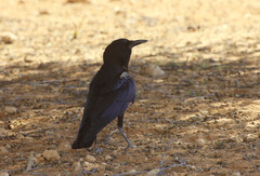 Corvus capensis capensis