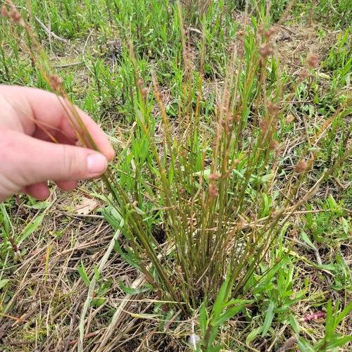 Juncus distegus (Juncus distegus)