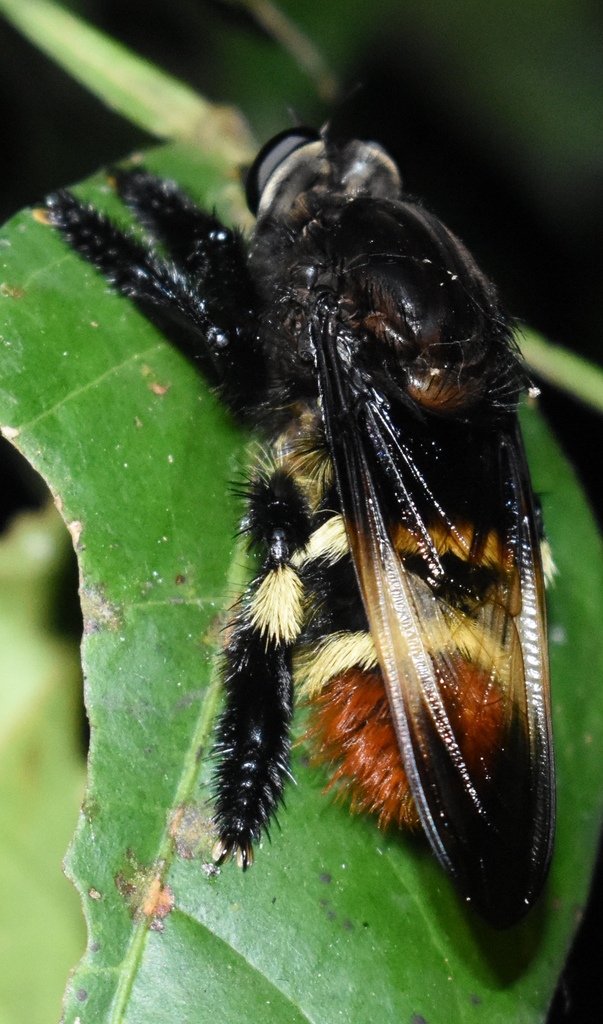 Mallophora tibialis