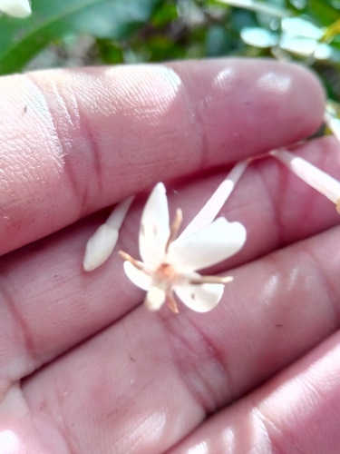 Ixora ripicola