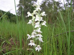 Habenaria halata