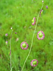 Thysanocarpus radians